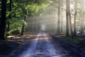 Reflective writing is like a path in the woods lit by the sun